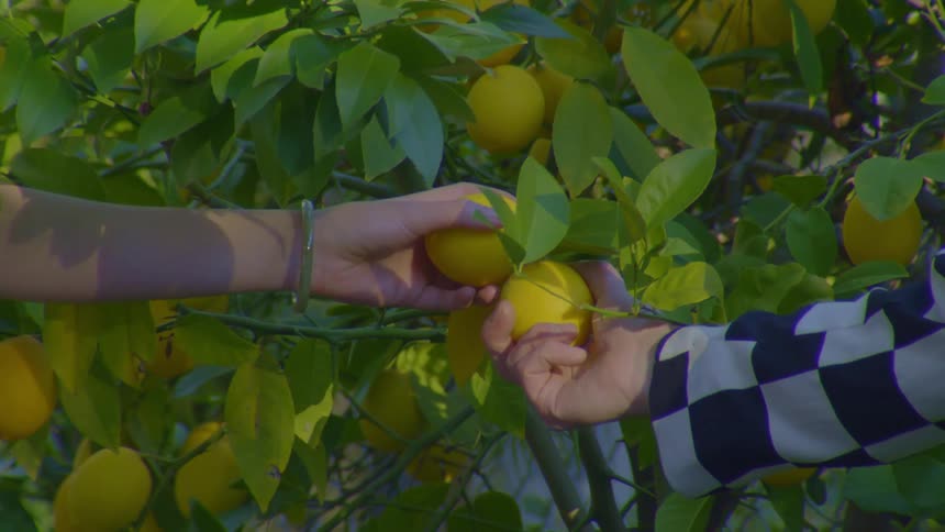 Two people reach for lemons on the branches of a lemon tree and then let go after they hold them