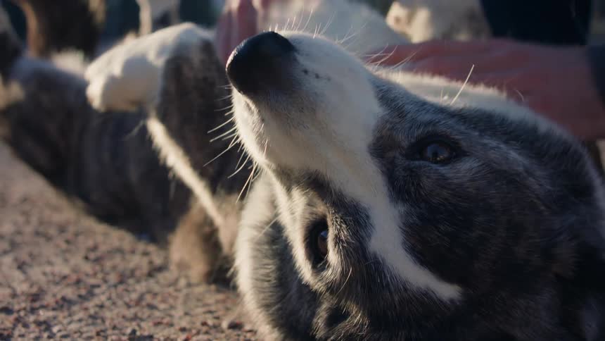 A dog lays on its back while a human vigorously rubs its chest