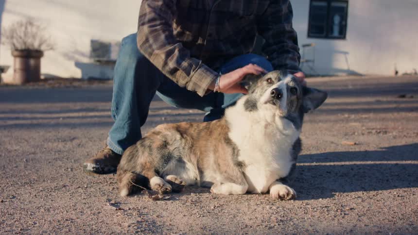 Person petting the ears and head of a dog