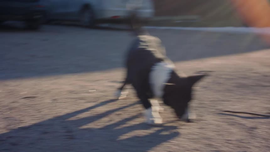 A puppy playfully carries sticks until a human picks one up