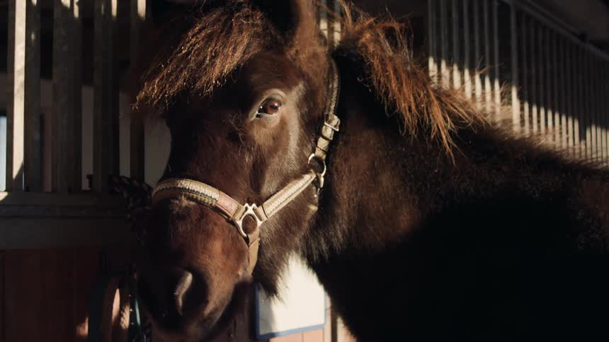 Closeup of a brown horse in a ranch with sunlight reflection beneath it