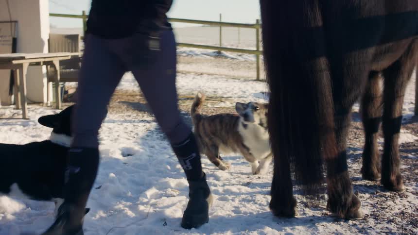 Man pets dogs walking through snow covered yard between horse and building during winter