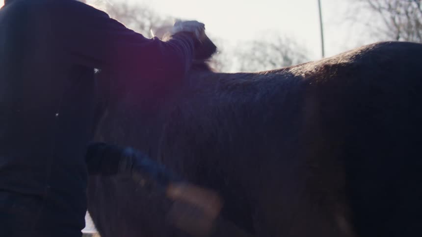 Woman grooming the coat of a brown horse