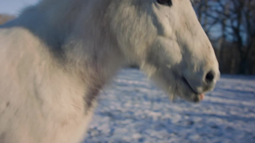A horse grazing in the meadow in the sunny morning