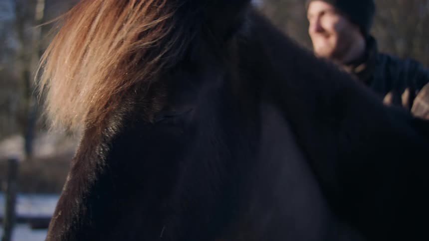 Closeup of a horses muzzle in a field during winter