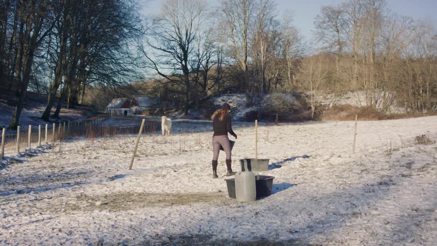 A woman carries food out to an enclosure as a white horse approaches