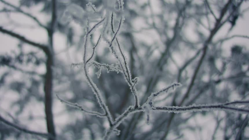 A clip of a snowy leafless plant in winter