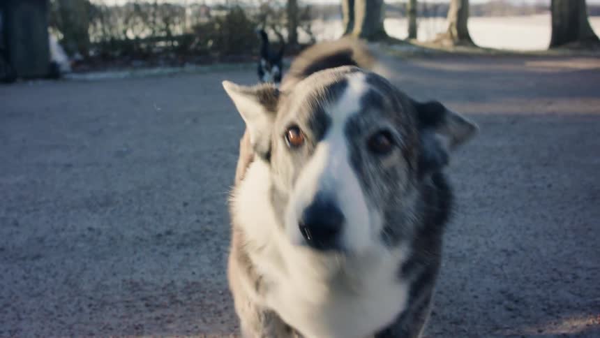 Two dogs walking in a park during the day