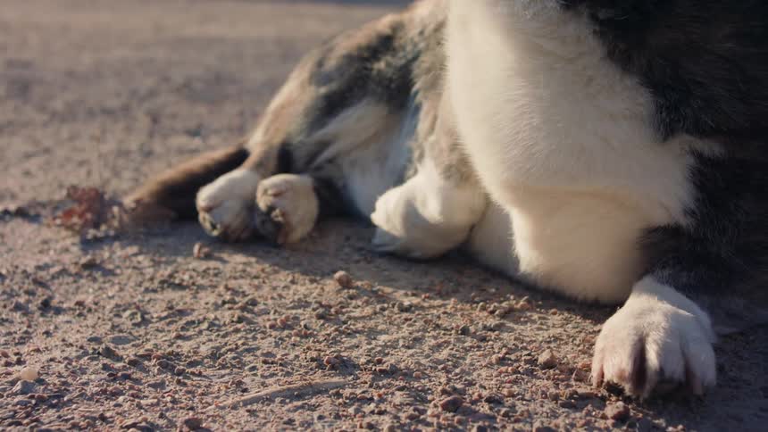 A dog reclines outdoors as a human gives it a thorough rub