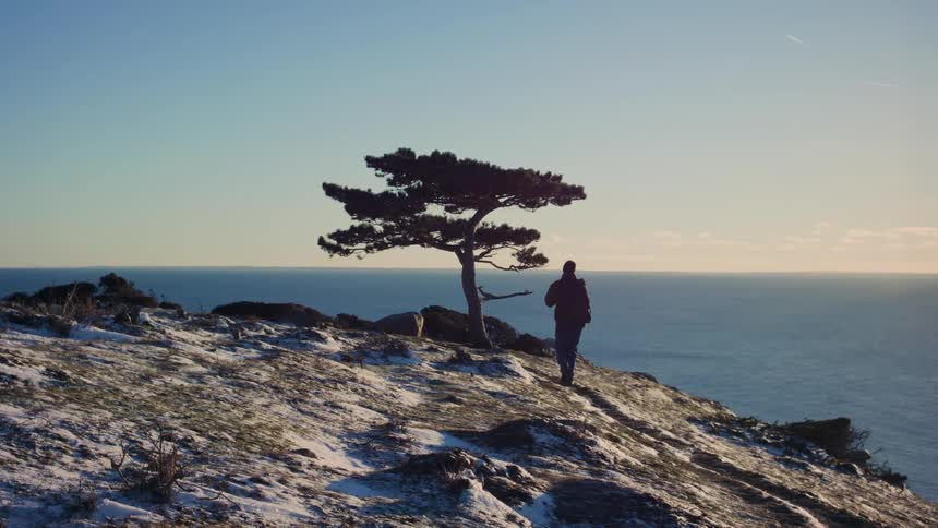 A person walking towards a tree on the coast of a mountain