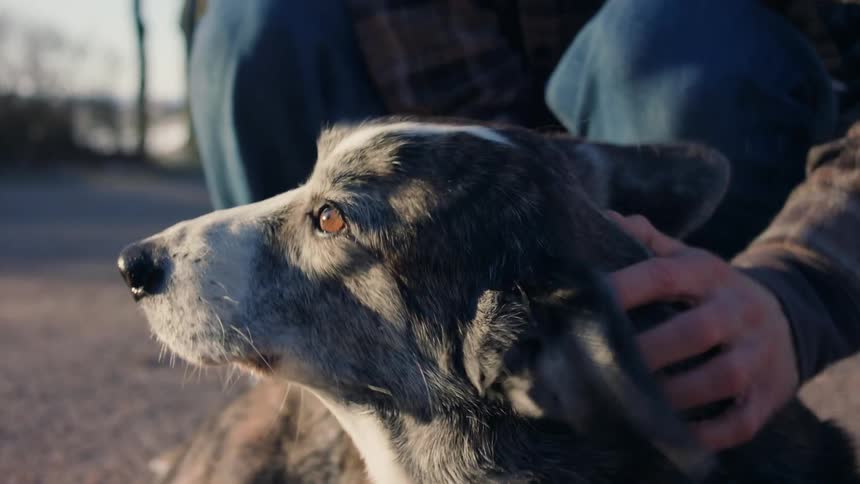 Human hands petting a dog that is lying on the floor
