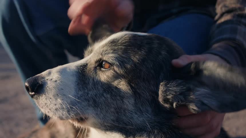 Man crouches to pet one dog as another dog walks past