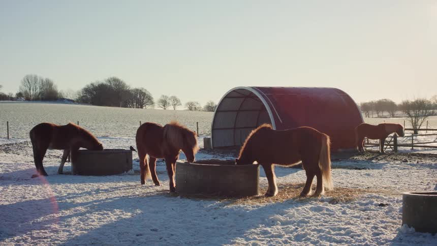 Some horses eating food outdoors on a snowy day