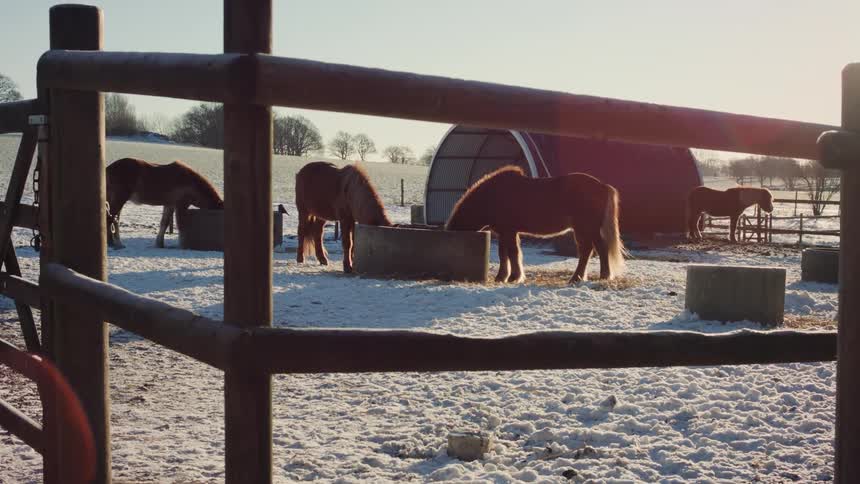 Horses in an outdoor corral during winter