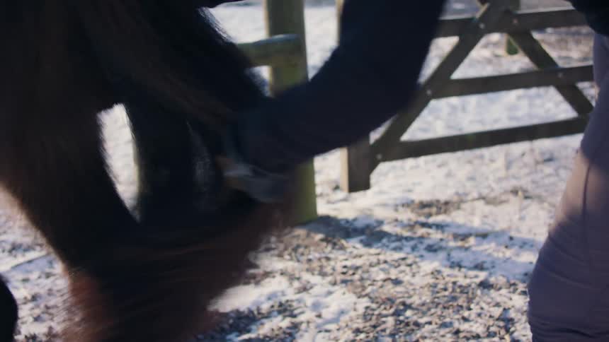 A woman brushing a horses tail