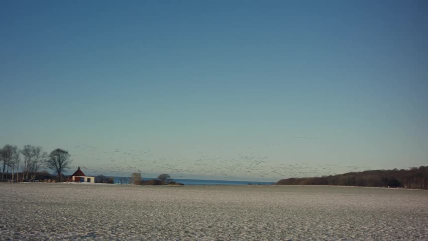 View of snowcovered ground in the midst of a grassland with a flock of birds flying in a morning sky