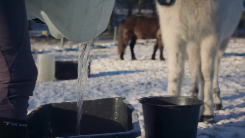Woman provides ponies in snowy pasture with food and water