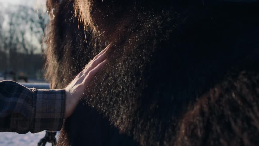 Hand of a person petting a horse