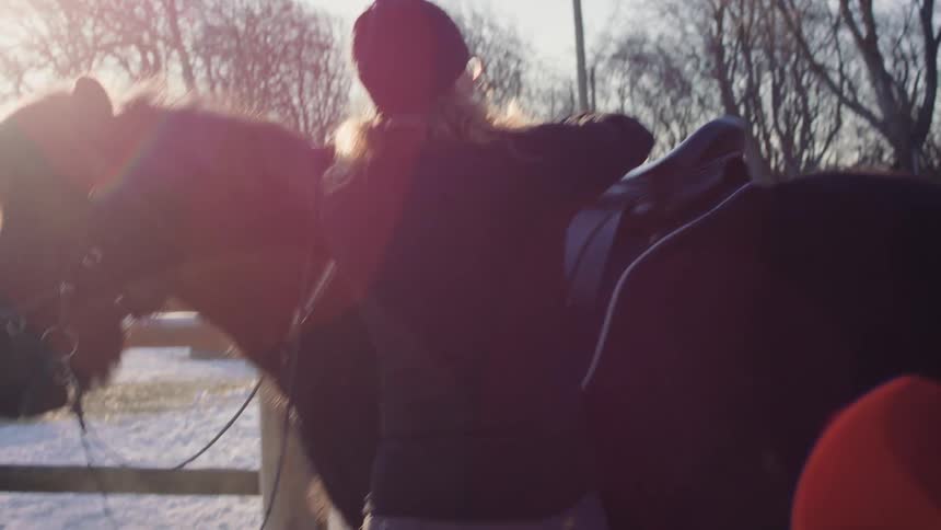 Woman saddles horse standing near fence of barn on a sunny winter day