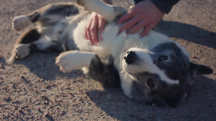 A clip of a person petting a dog