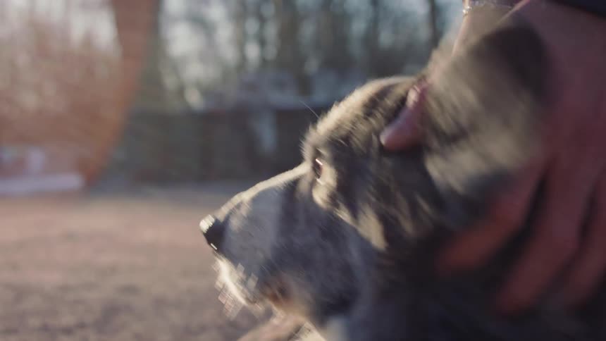 A person petting a dog lying on the floor