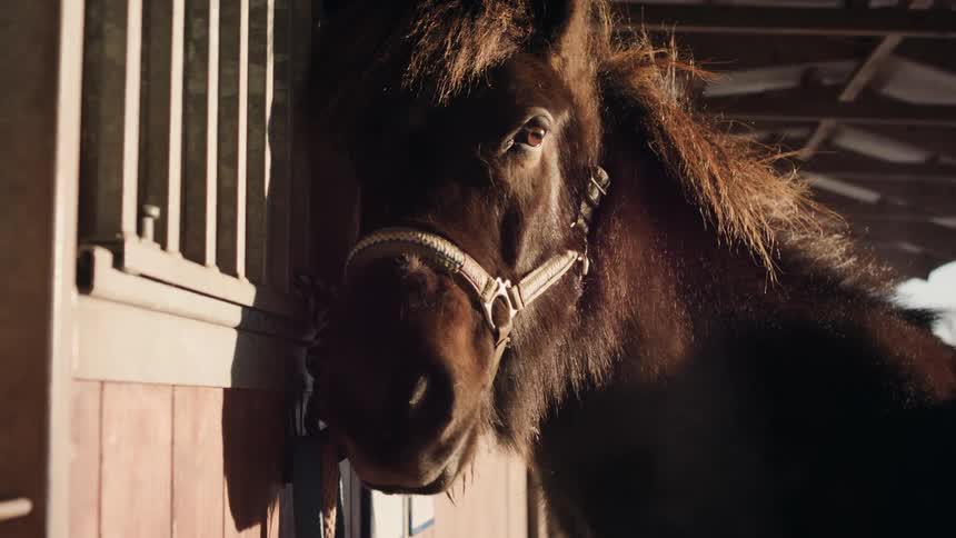 Closeup of the face of a brown horse with sunlight reflection