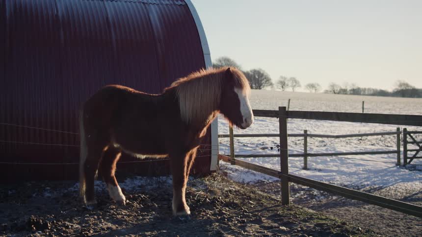 A stout horse with a long mane stands outside on a snowy day