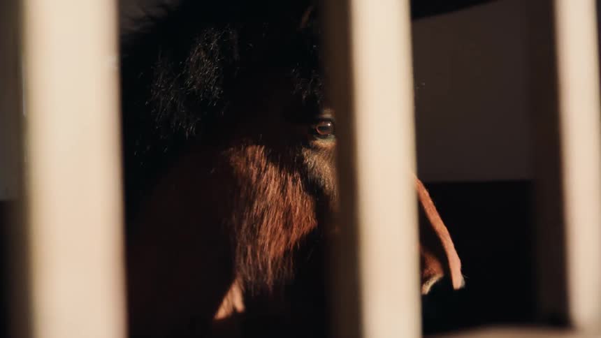 A clip of an horse feeding in a cage
