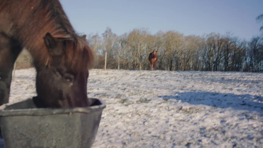 Horses trotting and feeding on a snowy landscape