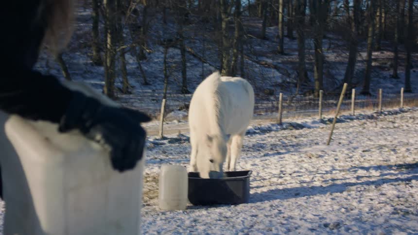 A person is filling a container with water while a white horse is eating something from another container and another smaller horse comes towards the person