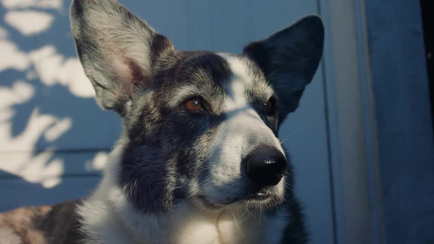 Plant shadows partially cover head of dog standing near building