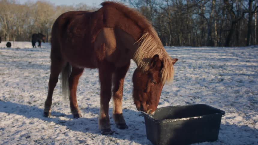A horse with a shaved spot on its coat walks to a trough to eat