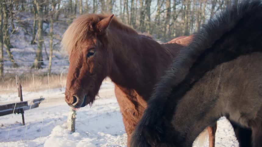 Two horses eating from a bucket in a snowy landscape