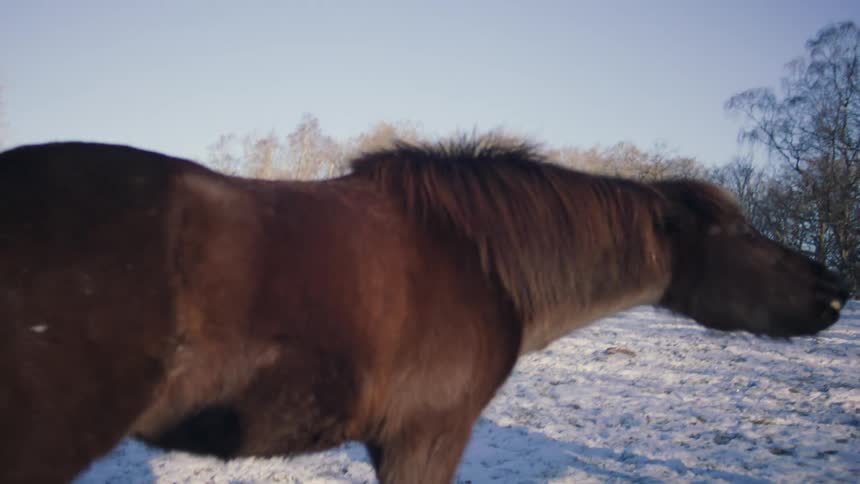 Two horses are trying to bite each other and another is approaching walking on a snowy ground