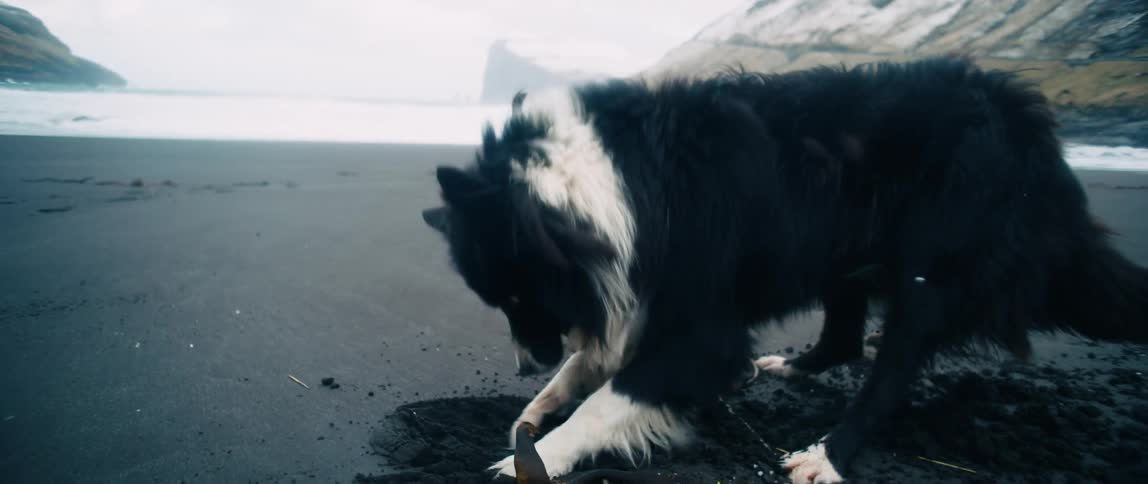 Black and white dog digs on the beach near snowcovered hill