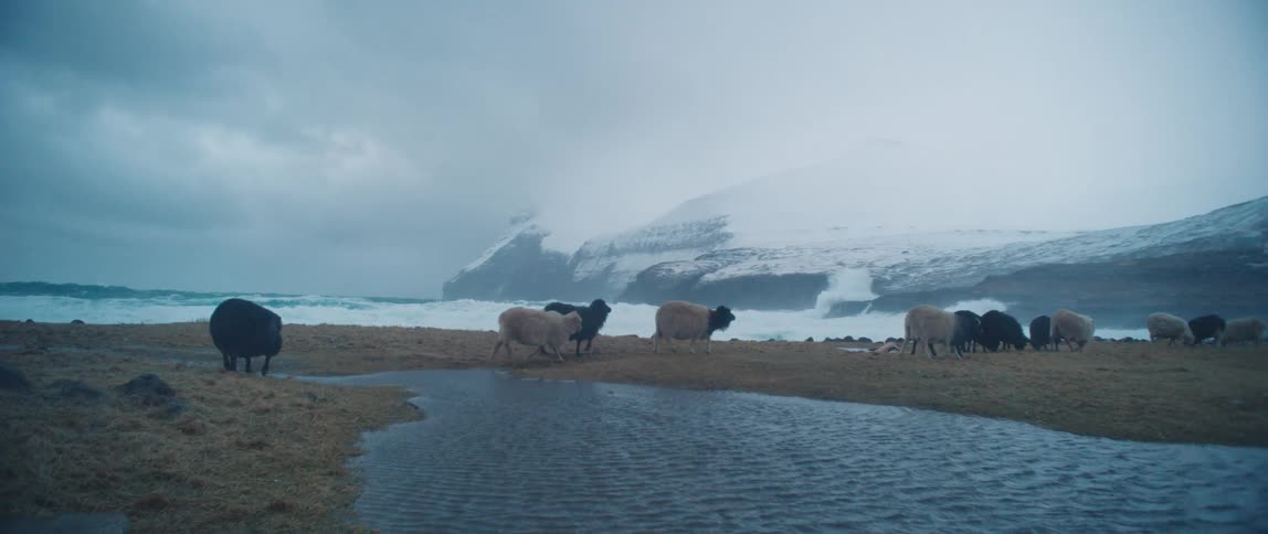 Mountain goats cross a creek near the sea in bad weather
