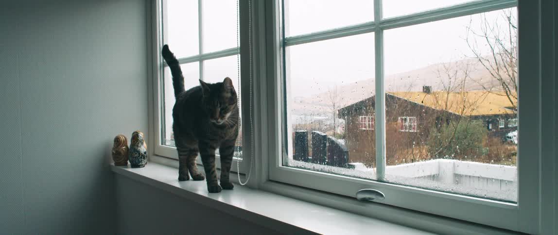 A cat in a room at a window watches the rain outside then looks for a way down to the floor