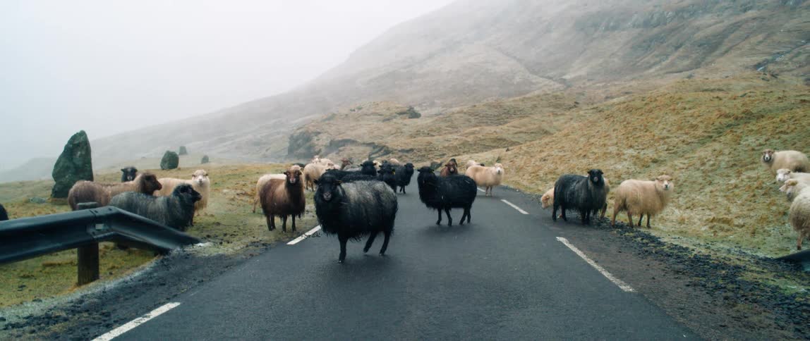 A flock of sheep blocking a road in the mountains while snowing