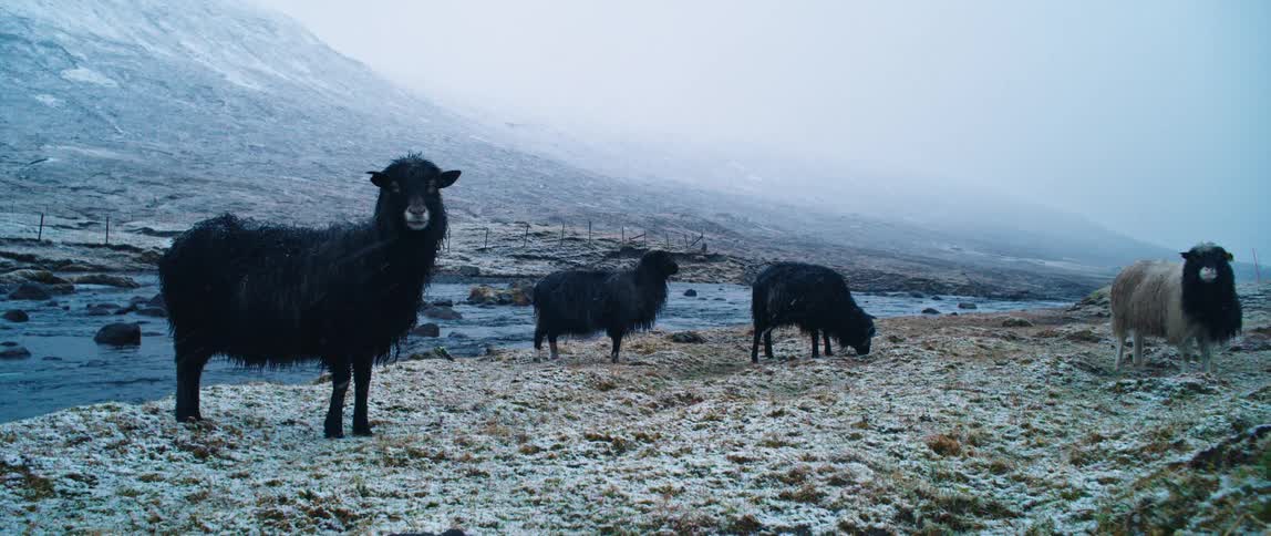 Herd animals stand near river in pasture bordering mountain on a snowy winter day