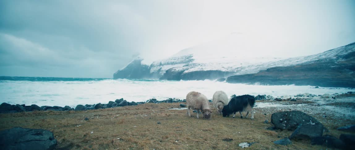 Sheep grazing by the seaside on a snowy day with a cloudy sky