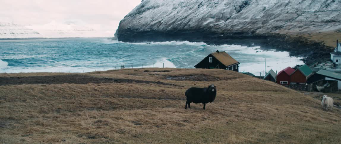 A sheep walking in a grassy field close to a village and facing the sea