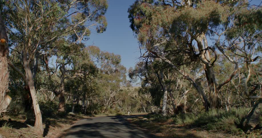A slow drive on a road across a forest