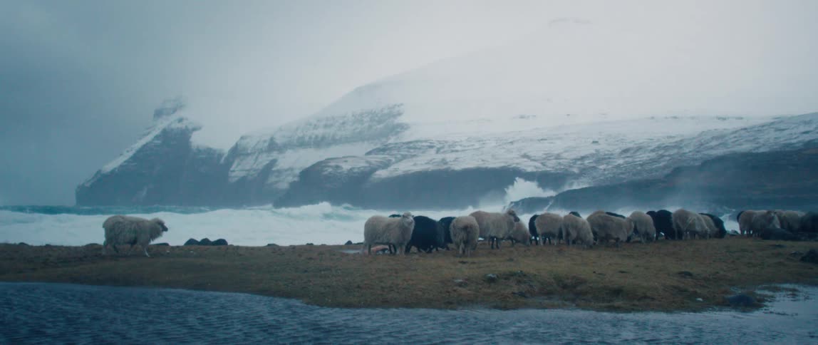 A group of sheep next to a sea and a region with snow mountains