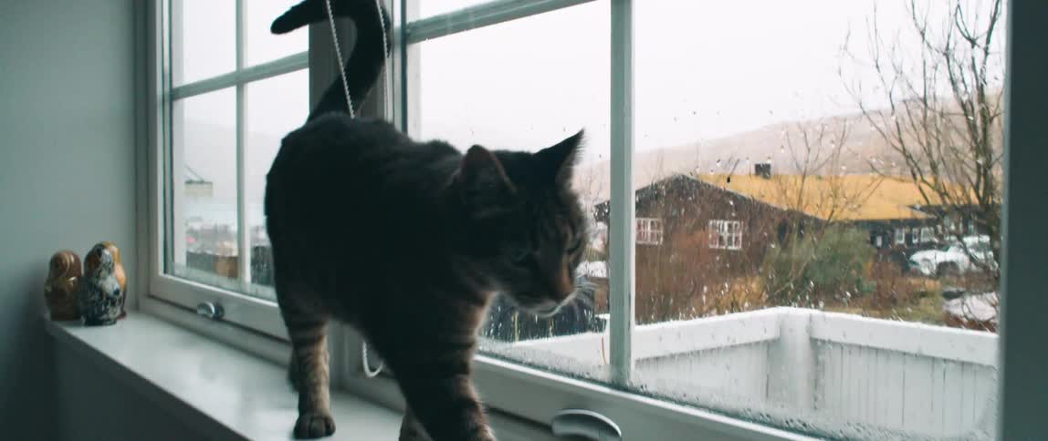 Cat walks along window sill in house in neighborhood near mountain