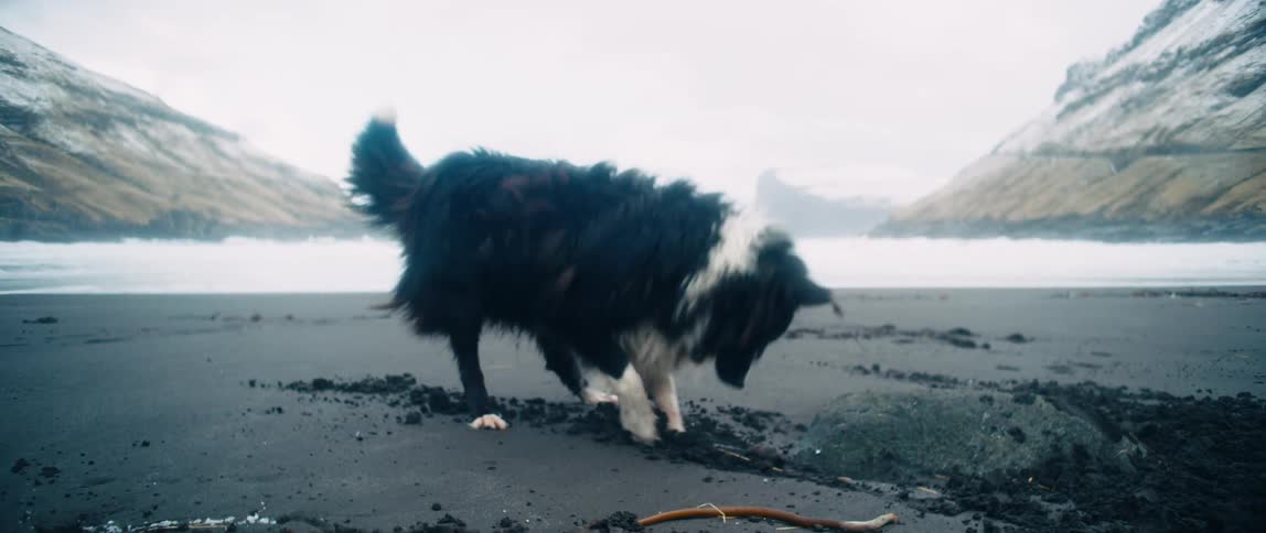 Happy dog digs a deep hole in the black sand next to the mountains