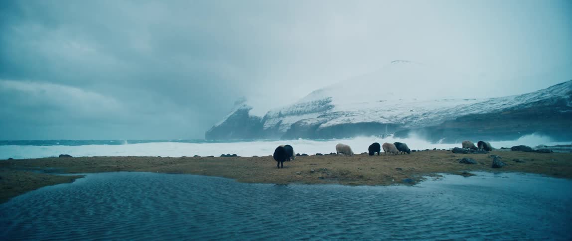Sheep graze on the grass by the shore