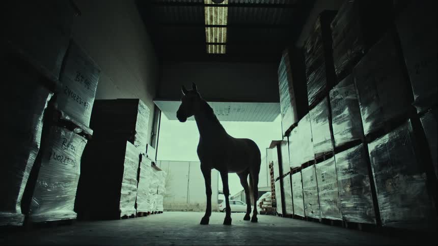 Horse inside a warehouse with crate pallets