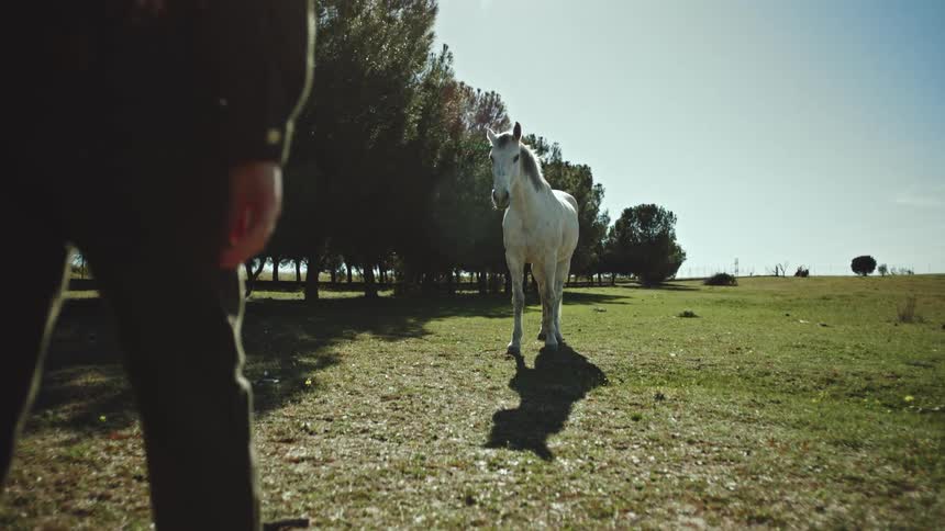 Woman walking towards a white horse in the field