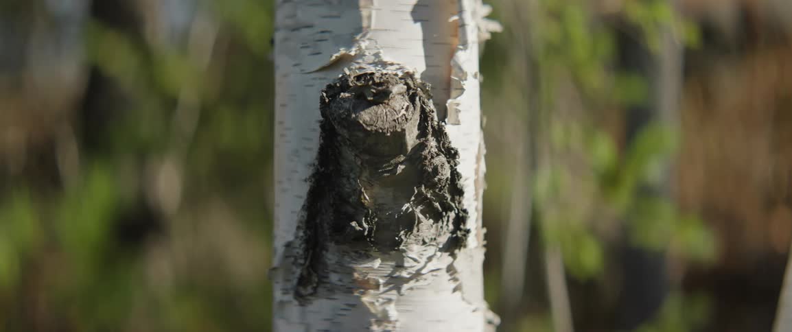 Close up of the bark of a birch tree blowing in the wind
