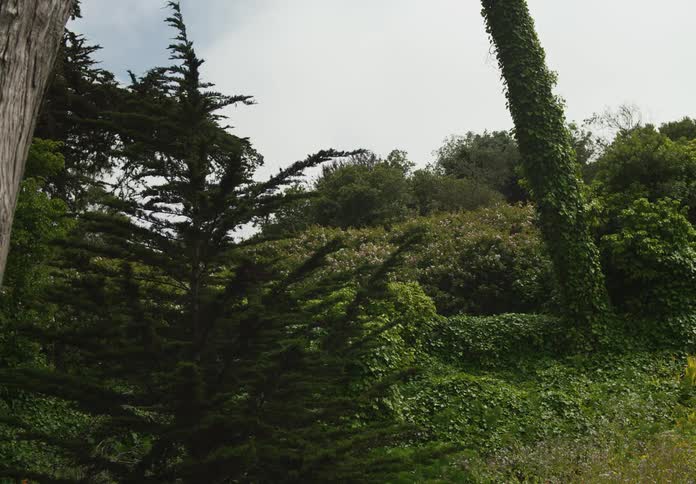 An exotic forest on a sunny spring day